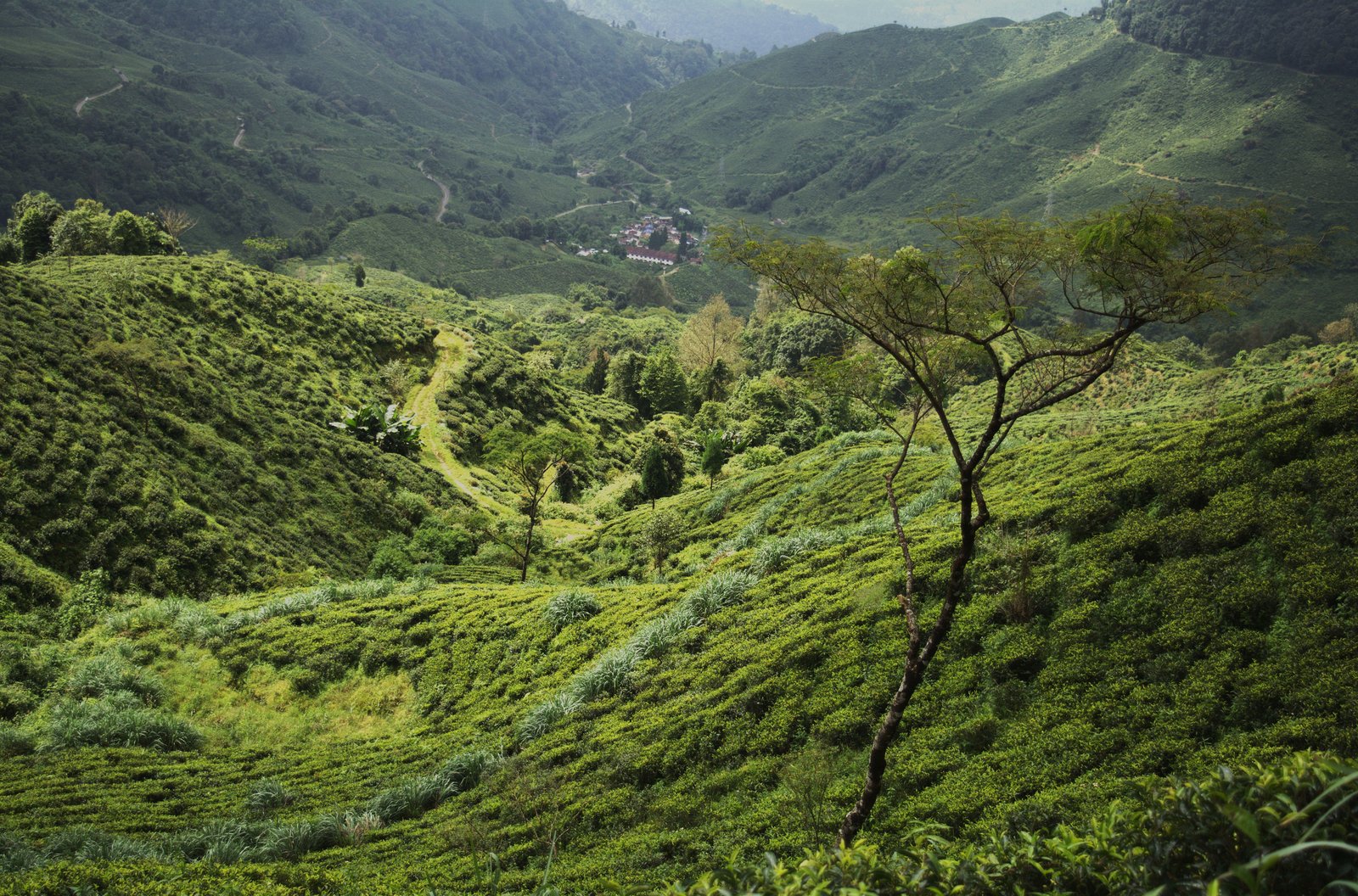 Tea Garden Margret Hopes